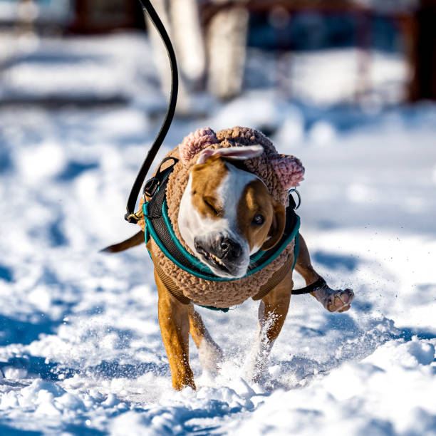 istock Stafordshire terrier outside in the snow 1302250047