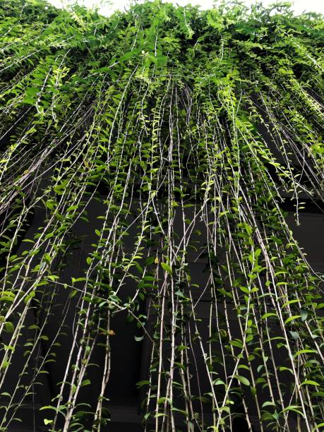 istock Lee Kwan Yew Plant 1302250244