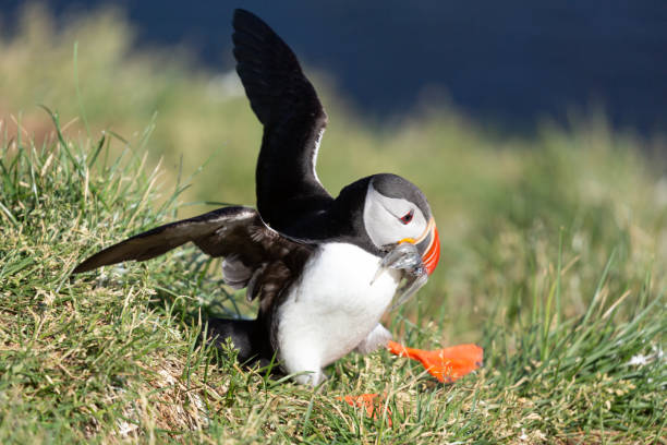 Puffin Atlantic puffin in Latrabjarg Iceland.Atlantic puffin at Bakkagerdi Iceland. puffins resting stock pictures, royalty-free photos & images