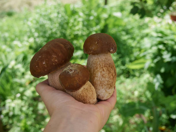 istock Mushroom in the hands. 1302251583
