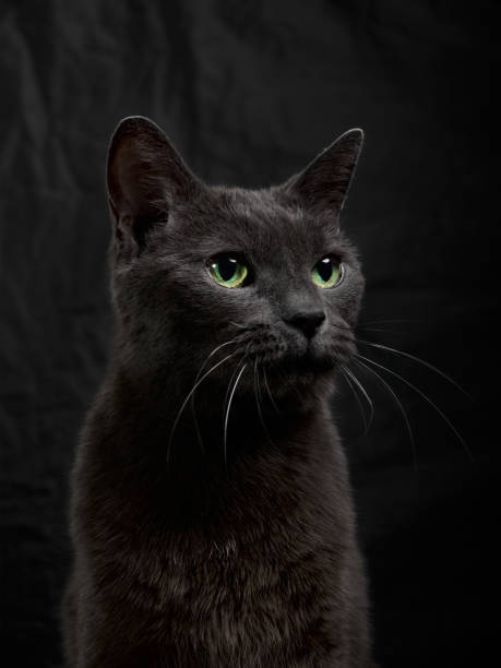 istock Dark gray cat on the black background 1302252663