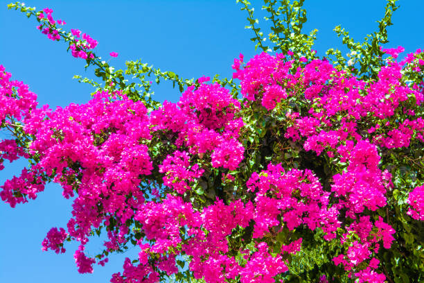 istock Blooming bougainvillea 1302252957