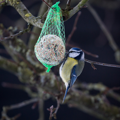 Side view close-up of a great tit eating from a fat ball in a green net that is hangs in a tree in the backyard in wintertime