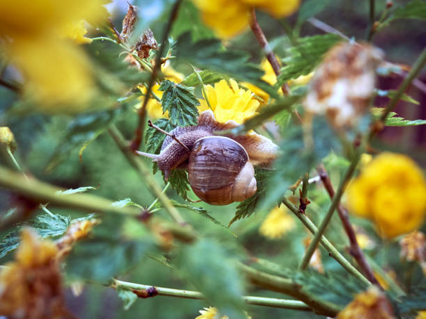 istock Snail on a flowering bush 1302253059