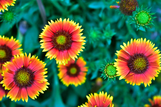 coperta fiore - gaillardia pulchella foto e immagini stock