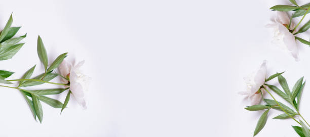 istock Many white peonies on light grey background banner with copy space 1302254434