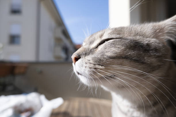 Cat on the balcony watching the sun