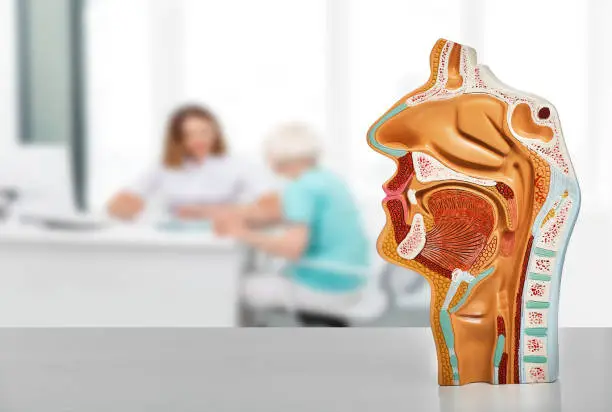 Diagnosis and treatment of ENT diseases. Nasal and oral cavity anatomical model on a table, over background ENT doctor consultation for her patient