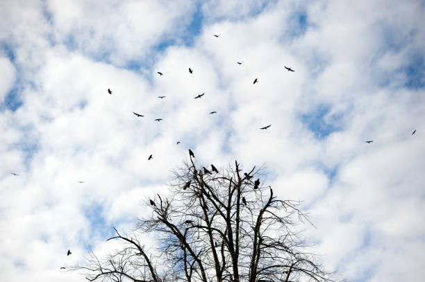 istock Crow's roosting in this winter scene in February, England 1302255736