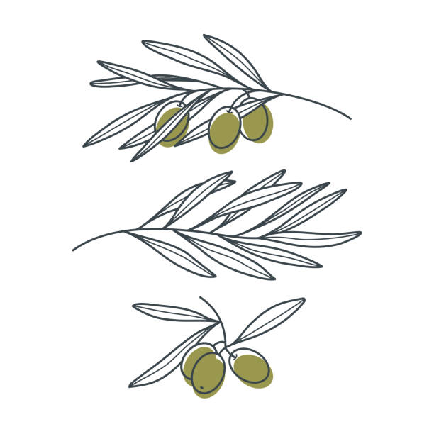 illustrazioni stock, clip art, cartoni animati e icone di tendenza di set di rami d'ulivo in stile lineare moderno isolato su sfondo bianco. - olive branch