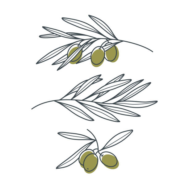 흰색 배경에 고립 된 현대적인 선형 스타일의 올리브 가지 세트. - olive green illustrations stock illustrations