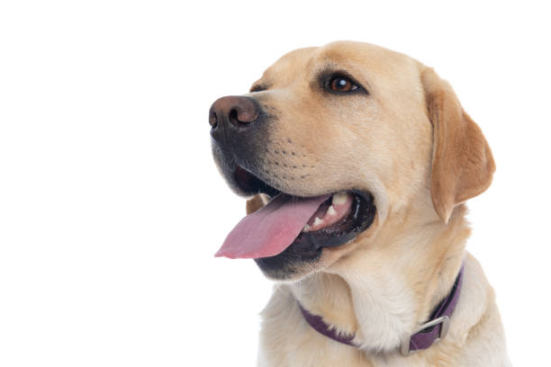 istock beautiful labrador retriever dog wearing a purple leash 1302256185