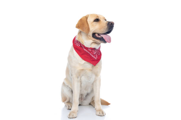 istock adorable labrador retriever dog looking aside, panting 1302256205