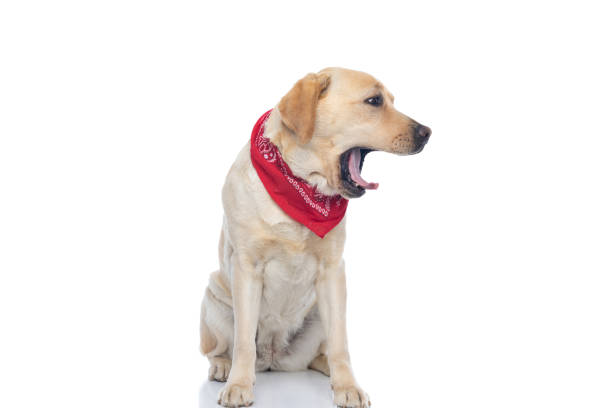istock labrador retriever dog feeling bored and yawning 1302256362