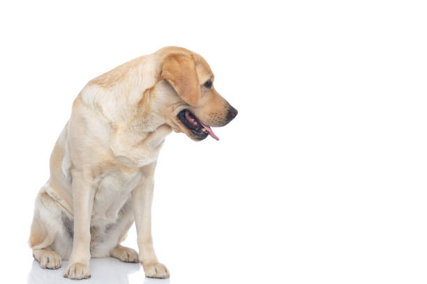 istock cute labrador retriever dog sitting at the camera 1302257134
