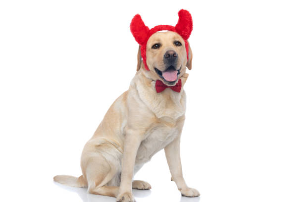istock adorable labrador retriever dog looking at the camera 1302257396