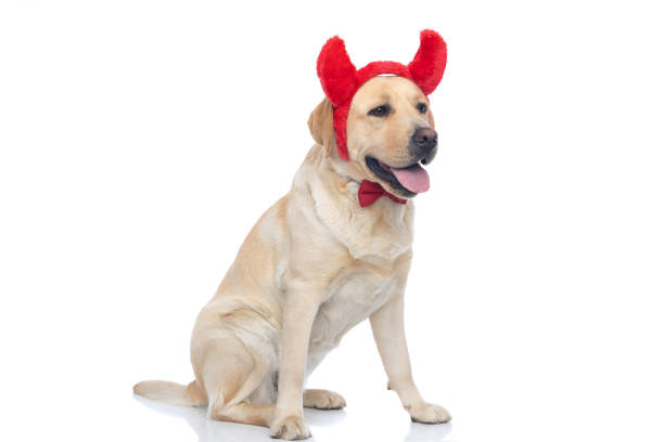 istock cute labrador retriever dog wearing devil horns 1302257479