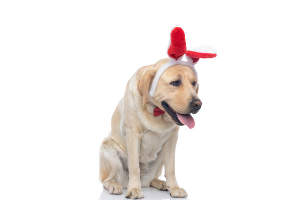 istock cute labrador retriever dog wearing a red bowtie 1302257735