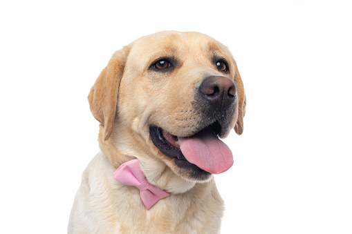 close up on a cute labrador retriever dog sticking out tongue and wearing a pink bowtie