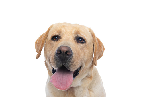 Golden Retriever looking at camera,  Copy-Space,  white background