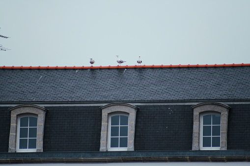 3 seagulls standing on the black roof with three windows. Brittany, France