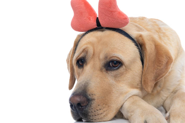 istock labrador retriever dog resting head on his paw 1302258674