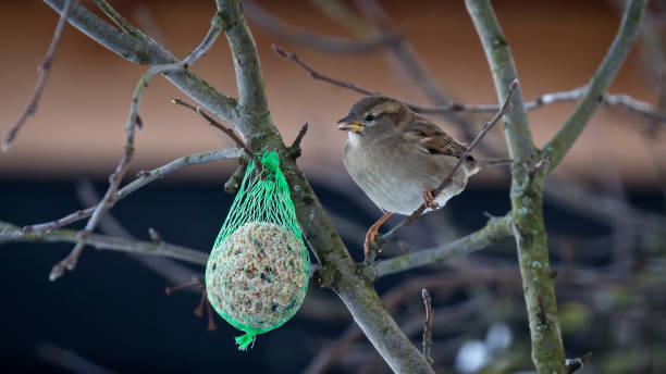 Female house sparrow eating from a fat ball in the backyard Side view close-up of a female house sparrow (Passer domesticus), sitting on a branch and eating from a fat ball in a green net that is hangs in a tree in the backyard in wintertime passer domesticus stock pictures, royalty-free photos & images