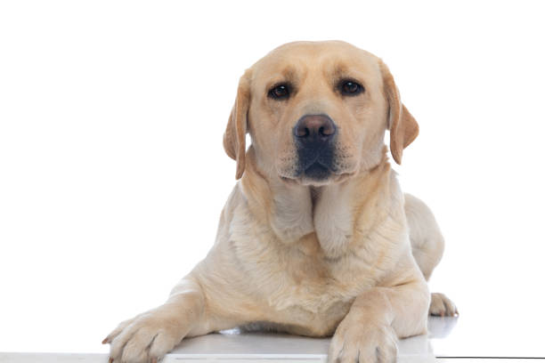istock labrador retriever dog laying down and looking at the camera 1302259962