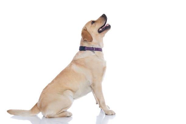 istock labrador retriever dog looking what's above him 1302260354