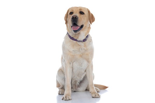sweet labrador retriever dog sticking out tongue and wearing a purple leash on white background