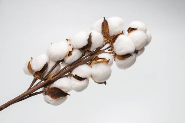 istock Cotton flower branch isolated on white background. 1302260641