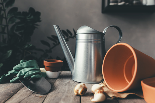 Ceramic pots on an old gray wooden table, tulip bulbs, watering can, green gloves and garden shovel. High quality photo