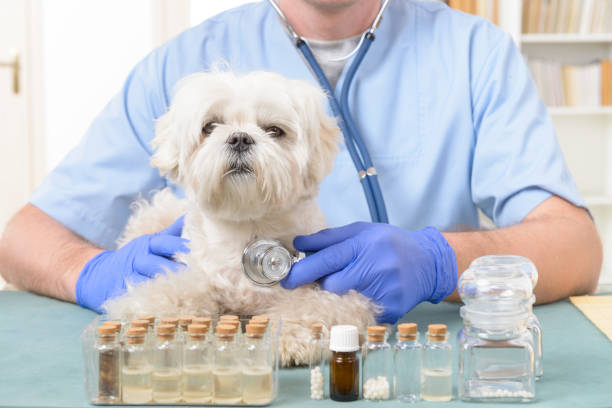 istock Vet checking a dog with a stethoscope 1302262264