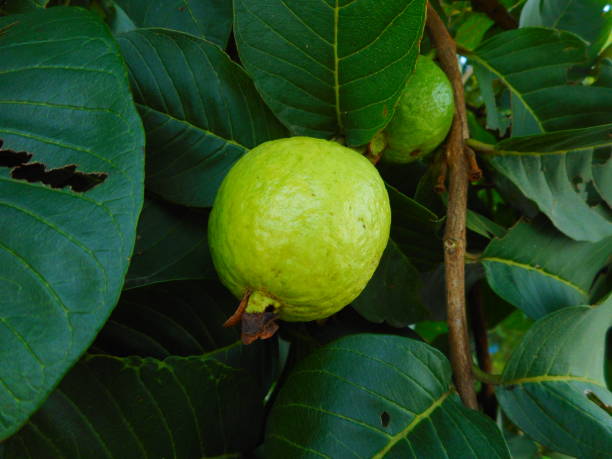 istock guava fruit plant - psidium guajava 1302263447