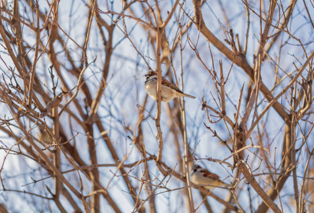 Birds on bush branches. Sparrows on a branch. Autumn, spring. Wildlife.