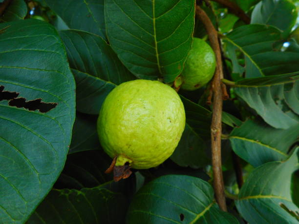 istock guava fruit plant - psidium guajava 1302263627