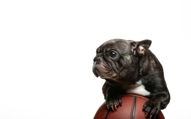 istock image of dog basketball white background 1302265036