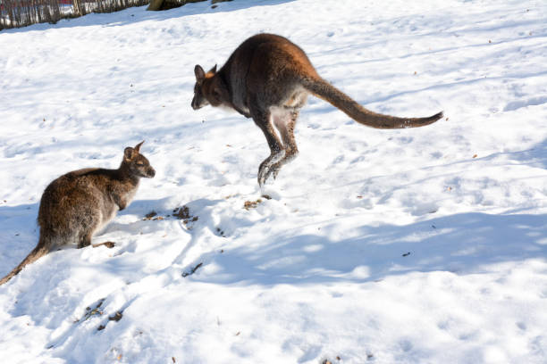 istock Kangaroos in the snow 1302265811