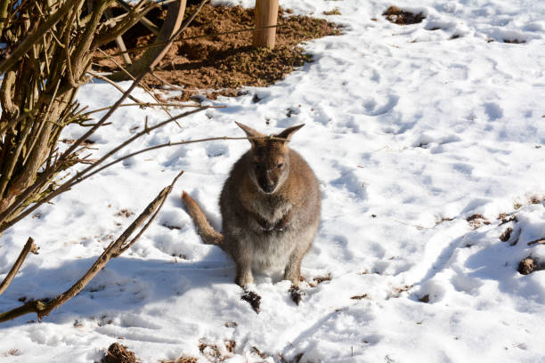 istock Kangaroos in the snow 1302266250