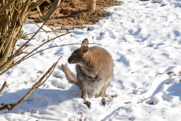 istock Kangaroos in the snow 1302266262