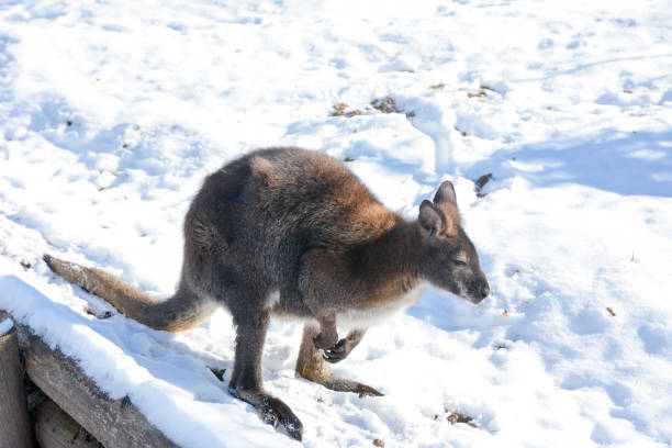 istock Kangaroos in the snow 1302266371
