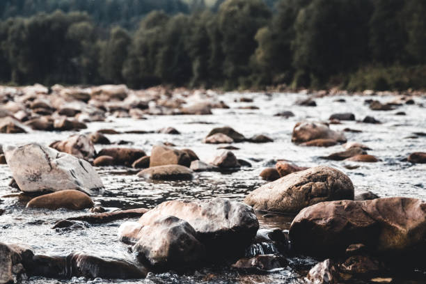 istock Wild mountain river flowing through the fir forest 1302267013