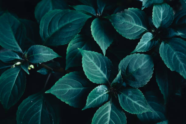 istock Dark leaves in nature Dark background 1302267304