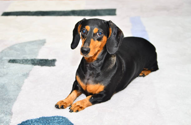 istock Cute puppy, Dachshund 04 1302269113