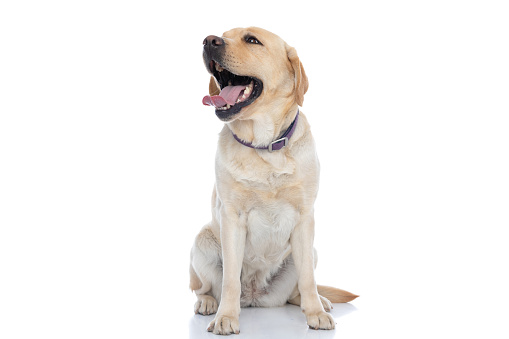 adorable labrador retriever dog laughing out loud and wearing a purple leash against white background