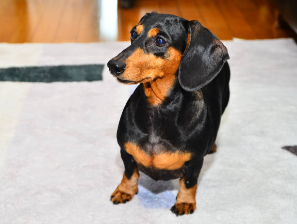 istock Cute puppy, Dachshund 05 1302269183