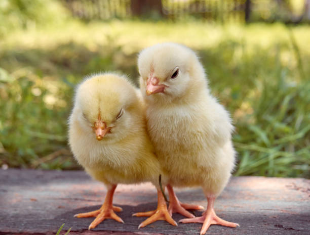 istock Cute little newborn chicken. 1302269774