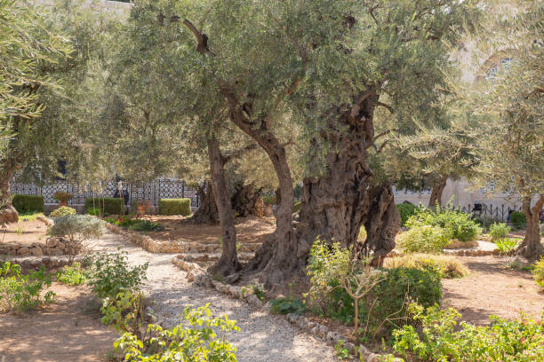 vieux oliviers dans le jardin de gethsemane, jérusalem - garden of gethsemane photos et images de collection