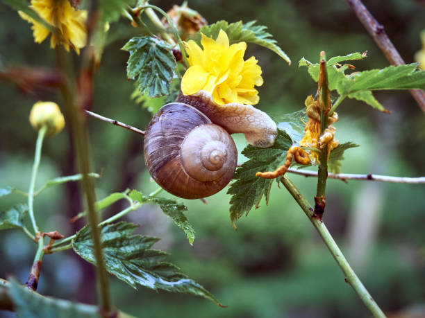 istock Snail on a flowering bush 1302269899