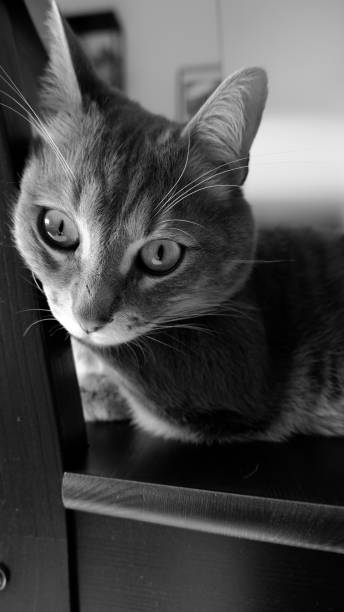istock Big eyes cat on a chair 1302270702